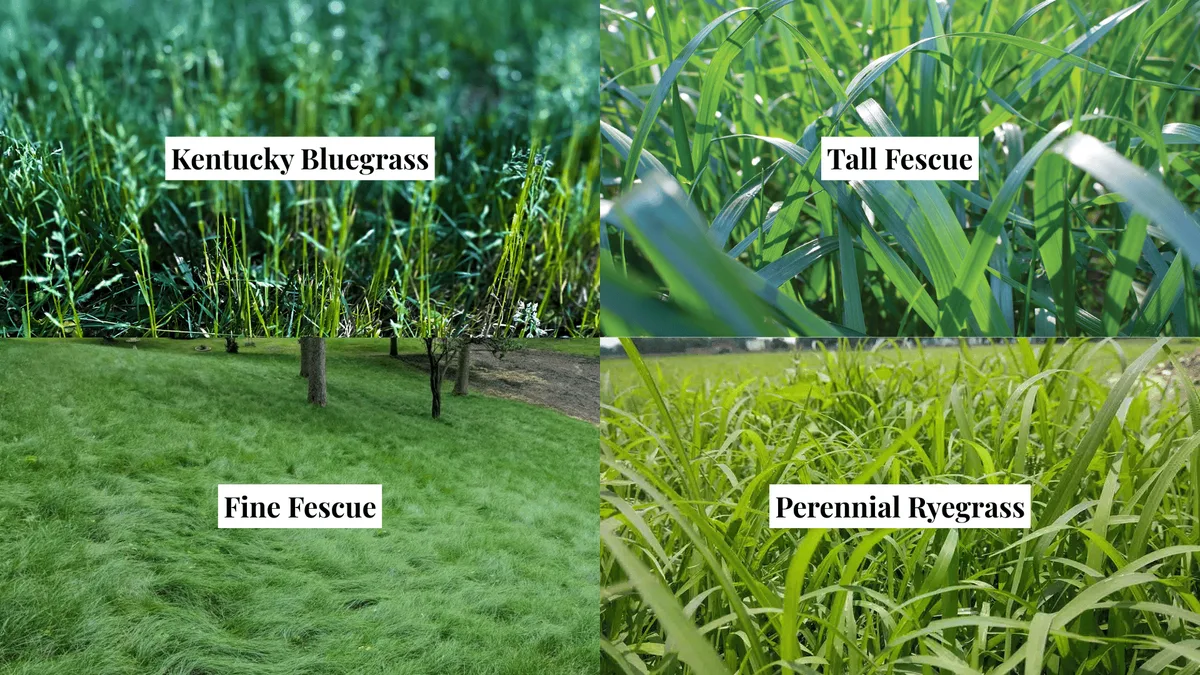 Grass