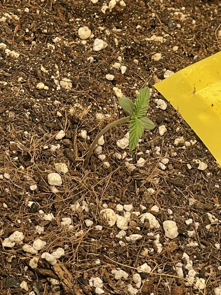 Micro Sprite stem problem